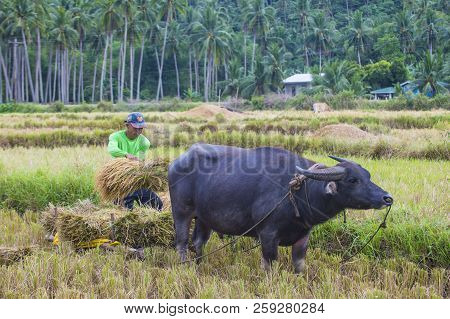 Marinduque , Philippines - March 31: Filipino Farmer Working At A Rice Field In Marinduque Island Th