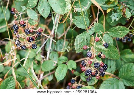Ripe And Unripe Blackberrys, Rubus Sectio Rubus.