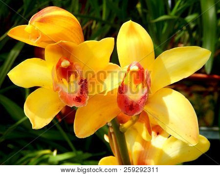 Close Up Of A Yellow Cymbidium Orchid With Red Labellum, Taken On The Island Of Madeira