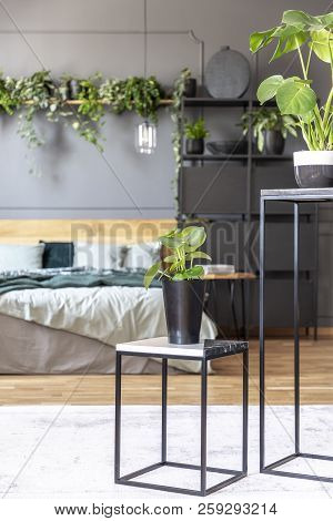 Plant On Table In Grey Bedroom Interior With Green Blanket On Bed With Wooden Bedhead. Real Photo