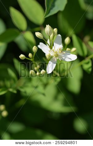 Erect Clematis White Flowers - Latin Name - Clematis Recta