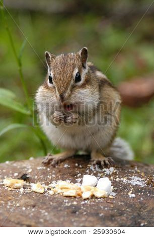 Honger chipmunk eten koekjes