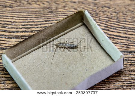 Insect Feeding On Paper - Silverfish. Pest Books And Newspapers. Silverfish In A Matchbox.