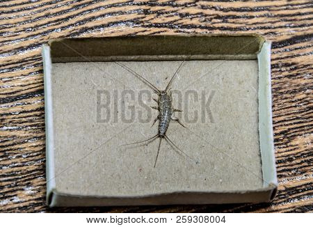 Insect Feeding On Paper - Silverfish. Pest Books And Newspapers. Silverfish In A Matchbox.