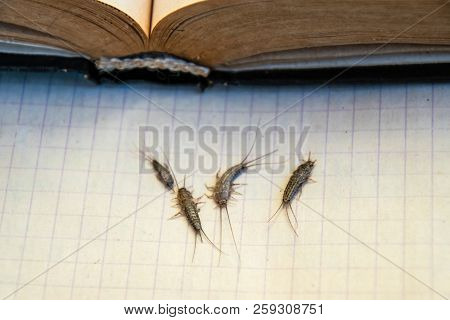 Insect Feeding On Paper - Silverfish. Pest Books And Newspapers. Silverfish Of Several Pieces Near T