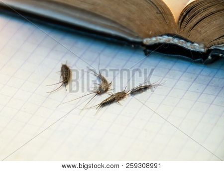 Insect Feeding On Paper - Silverfish. Pest Books And Newspapers. Silverfish Of Several Pieces Near T