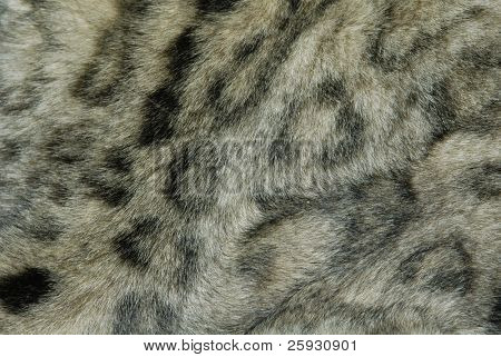 Piel de un leopardo de las Nieves (Uncia uncia)