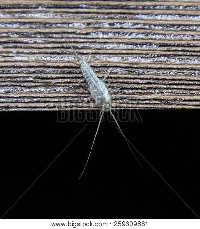 Insect Feeding On Paper - Silverfish. Pest Books And Newspapers. Silverfish On The Edge Of A Wooden 