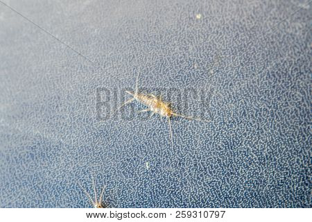 Lepisma On The Tattered Cover Of An Old Book. Insect Feeding On Paper - Silverfish, Lepisma. Pest Bo