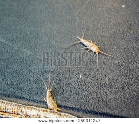 Lepisma On The Tattered Cover Of An Old Book. Insect Feeding On Paper - Silverfish, Lepisma. Pest Bo