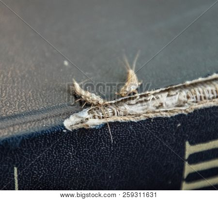 Lepisma On The Tattered Cover Of An Old Book. Insect Feeding On Paper - Silverfish, Lepisma. Pest Bo