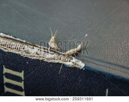 Lepisma On The Tattered Cover Of An Old Book. Insect Feeding On Paper - Silverfish, Lepisma. Pest Bo