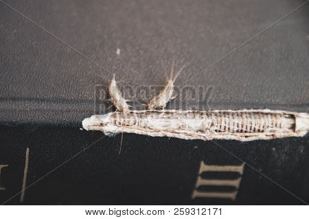 Lepisma On The Tattered Cover Of An Old Book. Insect Feeding On Paper - Silverfish, Lepisma. Pest Bo