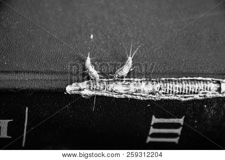 Lepisma On The Tattered Cover Of An Old Book. Insect Feeding On Paper - Silverfish, Lepisma. Pest Bo
