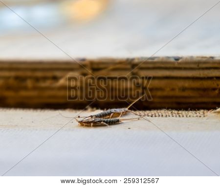 Silverfish Thermobia Near The Binding Of An Old Book. Insect Feeding On Paper - Silverfish, Lepisma.