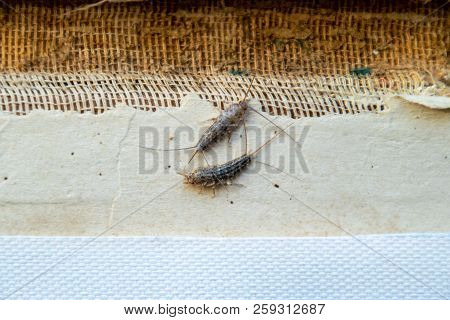 Silverfish Thermobia Near The Binding Of An Old Book. Insect Feeding On Paper - Silverfish, Lepisma.