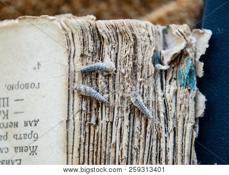 Silverfish Three Pieces On The Torn Cover Of An Old Book. Insect Feeding On Paper - Silverfish. Pest