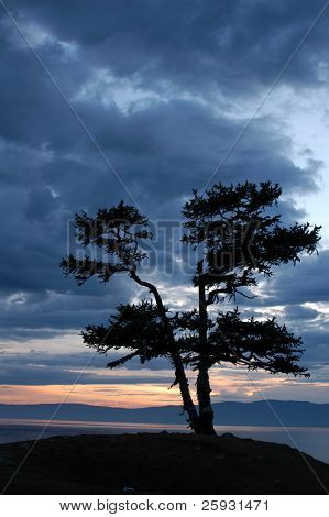 Strom posvátného modřínu na mysu Burkhan na ostrově Olkhon na jezeře Bajkal v Rusku, při západu slunce