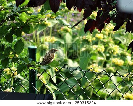 House Sparrow Sitting On A Fence And Looking
