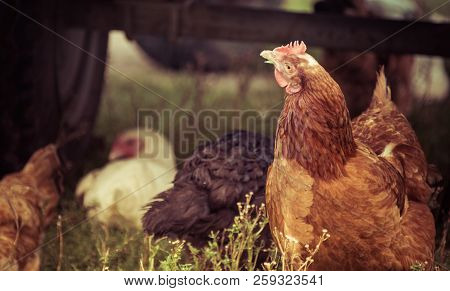 Close Up Of A Chicken