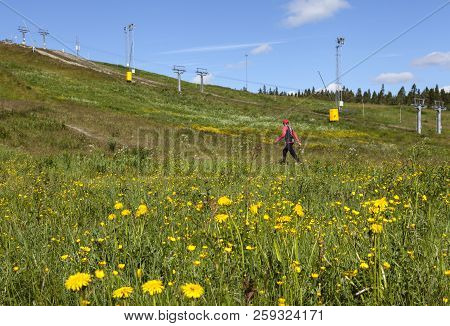Umea, Sweden On June 21. View Of A Flowerful Downhill Slope On June 21, 2018 In Umea, Sweden. Uniden