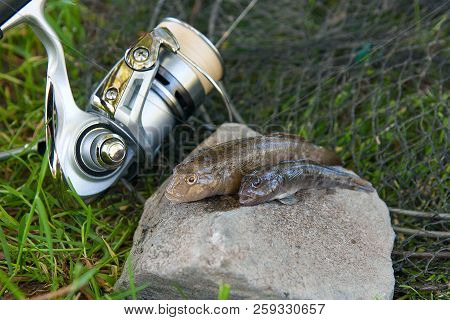 Two Freshwater Bullhead Fish Or Round Goby Fish Just Taken From The Water On Gray Stone Background A