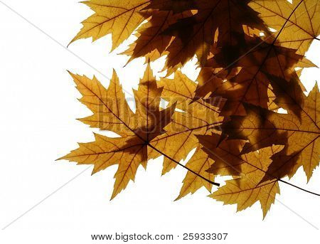Žluté listy stříbro maple (Javor stříbrný) izolované na bílém