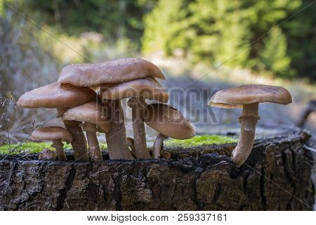 Mushrooms - Armillaria Solidipes In A Forest Close Up
