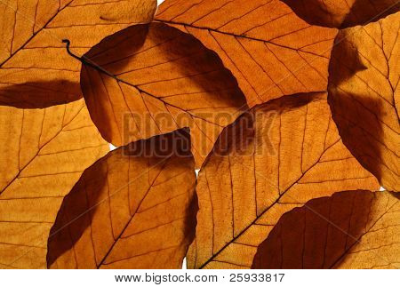 Žluté listy buku (Fagus sylvatica) textury
