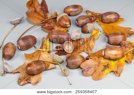 Acorns, Dead Leaves And Cupules After Harvesting During Autumn