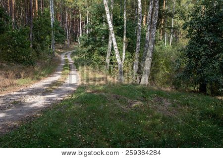 A Road Leading Through The Forest. Forest Path In A Deciduous Stand.