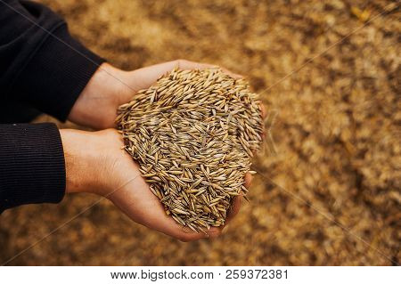 The Hands Of A Farmer Close-up Holding A Handful Of Wheat Grains. Copy Space. Rural Meadow. Rich Har