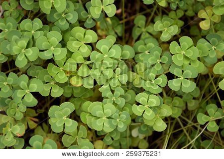 Fresh Green Marsilea Crenata Plant In Nature Garden