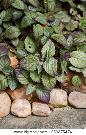 Fresh Green Hemigraphis Alternata Plant In Nature Garden