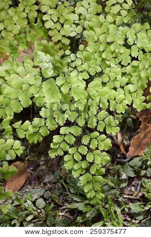 Fresh Green Caryota Mitis Plant In Nature Garden