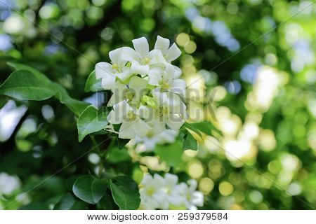 Murraya Paniculata, White Flower Of Orange Jessamine