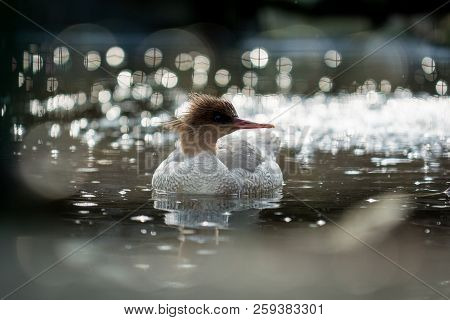 Photography Of Scaly-sided Merganser (mergus Squamatus) In Water With Sparkle