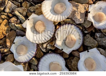 Fresh Japanese Scallop (chlamys Nippo-nensisi) On The Coast Of Japan Sea, Pacific Ocean