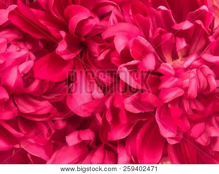 Pattern Of Pink Dendranthemum Grandifflora Background And Texture