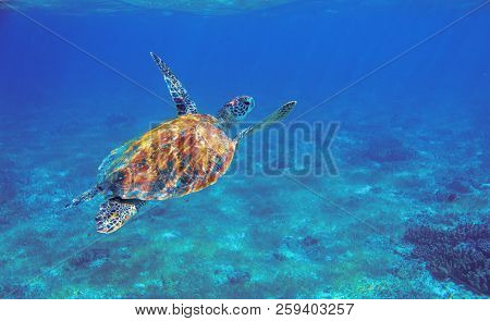 Sea Turtle With Orange Shell Underwater Photo. Marine Green Sea Turtle. Wildlife Of Tropical Coral R