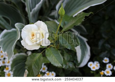 Flower Of Wflower Of White Tea Rose On Green Bushhite Rose