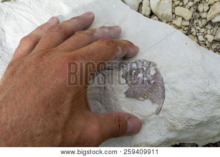 A Paleontologist Examines Fossils. Armour Of Ancient Amphibians In Stone.