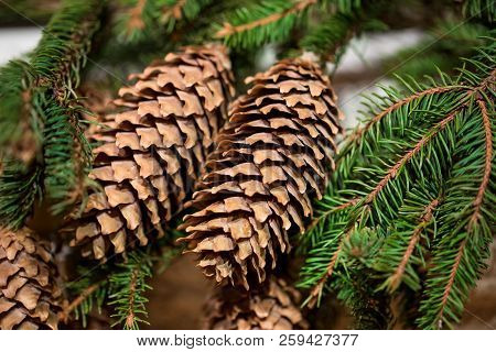 Branch Of Fir-tree With Big Long Cones, Close Up.