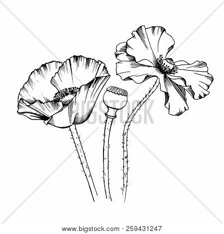 Decorative Elements Set. Hand Drawn Vector Line Art Ink Illustration Of Poppy Flowers. Picture Frame