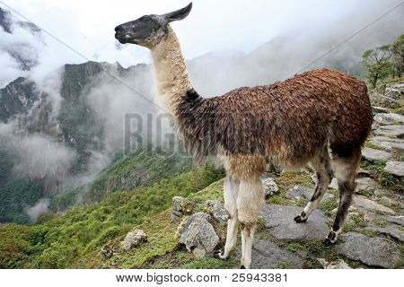 Lama na historické ztracené město z Machu Picchu - Peru