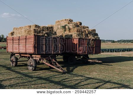 Rural Scene With Two Hindcarriage Full Of Stacked Hay At Farm In Countryside