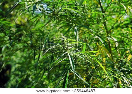 Closeup Of Wild Cannabis, Growing In The Hills Of Nagaland, Northeast India