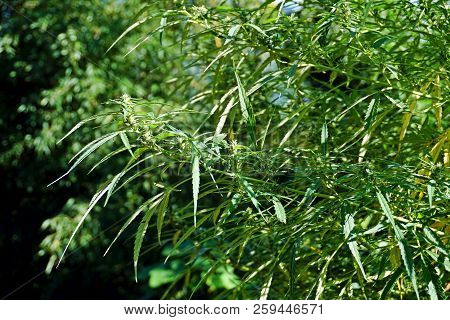 Closeup Of Wild Cannabis, Growing In The Hills Of Nagaland, Northeast India