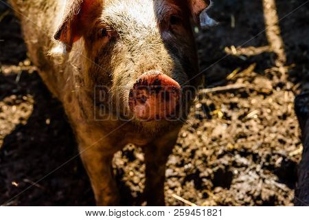 Curious Pig In A Pigpen At Farmyard