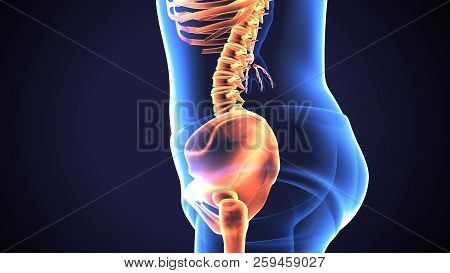 3d Illustration Of Human Baby Skeleton Hip Joint Anatomy